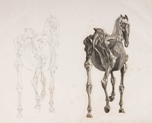 Vijfde ontlede laag van een paard, achteraanzicht