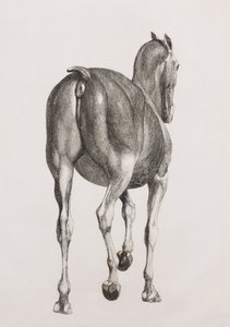 Eerste ontlede laag van een paard, achteraanzicht door Unbekannt