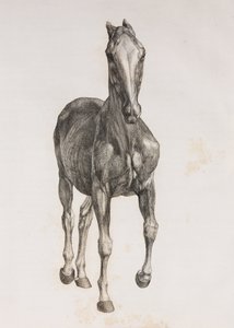 Eerste ontlede laag van een paard, vooraanzicht door Unbekannt