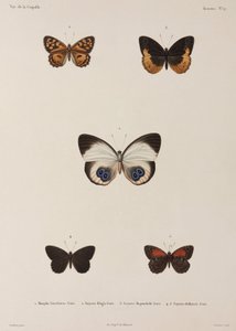 Vijf vlinders, Nieuw-Guinea