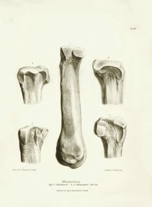 Fossiele botten (metatarse en metacarpe) van het uitgestorven prehistorische dier Macrauchenia beschreven door Charles Darwin tijdens zijn expeditie aan boord van de Beagle. Plaat uit 