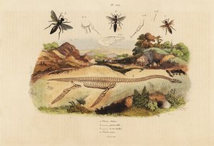 Fossiel skelet van een uitgestorven plesiosaurus 4, en wespen, Plesia soorten 1-3 door Unbekannt