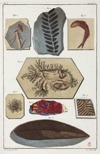 Fossielen, prehistorisch door Unbekannt