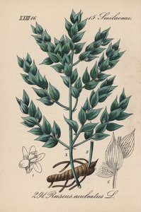 Fragon Valse Hulst of Kleine Hulst - Slagersbezem, Ruscus aculeatus. Handgekleurde lithografie uit Diederich von Schlechtendal