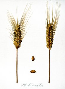 Franse 19e-eeuwse illustratie van korenaren