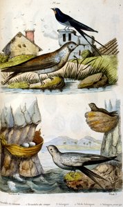 Frans. Gekleurde illustratie. gedateerd circa 1884. die rivier- en kustvogels afbeeldt door Unbekannter Künstler