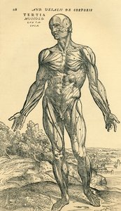 Voorkant van mannelijk menselijk lichaam, een anatomische studie oorspronkelijk gepubliceerd in De Humani Corporis Fabrica Libri Septem door Andreas Vesalius, gepubliceerd in Basel
