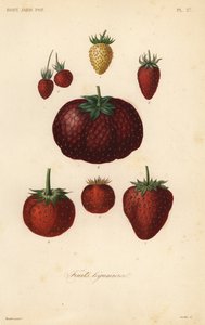 Vruchten, fruits legumieres