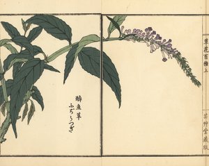 Fujiutsugi of Buddleia, Buddleja soorten. Handgekleurde houtblokdruk door Kono Bairei uit Kusa Bana Hyakushu (Honderd Variëteiten van Bloemen), Tokio, Yamada