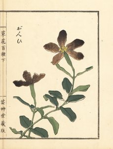 Ganpi of catchfly, Lychnis soort (silene) - Kusa Bana Hyakushu (Honderd variëteiten bloemen)