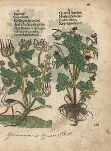 Geranium of ooievaarsbek, Geranium soorten, en Robertskruid, Geranium robertianum