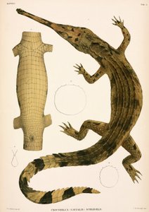 Gharial, Indonesië
