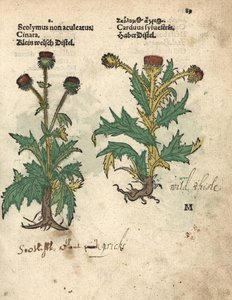 Artisjok, Cynara cardunculus var. scolymus, en wilde distel, Carduus sylvestris