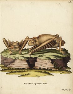 Grote bulldogvleermuis, Noctilio leporinus. Vespertilio leporinus Linn. Handgekleurde kopergravure door Johann Nussbiegel uit Johann Christian Daniel Schreber