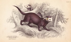Grote grison, Gallictis vittata - William Jardine