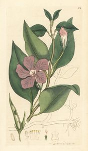 Grote maagdenpalm, Vinca major (grote maagdenpalm) door Unbekannter Künstler