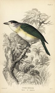Groenrug becard. Handgekleurde staalgravure door William Lizars naar een illustratie van William Swainson uit Sir William Jardine