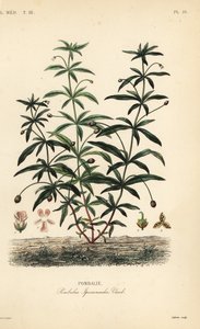Groenviooltje of bochelbloem, Hybanthus calceolaria, Pombalia ipecacuanha, Pombalie door Unbekannt