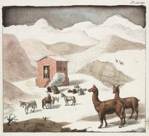 Guanaco
