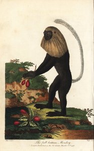 Guereza van Angola of Angolese zwart-witte colobe - Angola colobus, Colobus angolensis. Volledige onderkant aap, genoemd naar zijn gelijkenis met een pruik met volledige onderkant. Handgekleurde kopergravure door J. Pass naar een illustratie door Johann Ja door Unbekannter Künstler