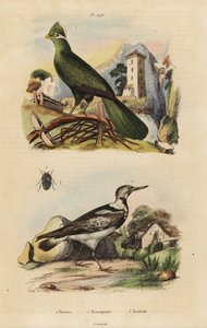 Guinea toerako, Tauraco persa, en Euraziatische draaihals, Jynx torquilla door Unbekannt
