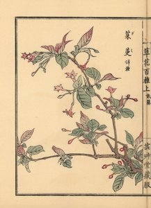 Gumi, natsugumi of kerszilverbes, Elaeagnus multiflora. Populair als sierplant of bonsaiboom. Handgekleurde houtblokdruk door Kono Bairei uit Kusa Bana Hyakushu (Honderd Variëteiten van Bloemen), Tokio, Yamada
