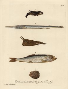 Gurnard, Chelidonichthys soorten 1, naaldvis, Belone belone 2, langhoorn koffervis, Lactoria cornuta 3, haring, Clupea harengus 4, en weinig-gespinde kogelvis, Chilomycterus reticulatus 5. Handgekleurde koperplaat gravure naar een illustratie van Johann door Unbekannter Künstler