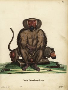 Hamadryas baviaan, Papio hamadryas. Simia hamadryas Linn. Handgekleurde kopergravure door Tyroff naar een illustratie door George Edwards uit Johann Christian Daniel Schreber