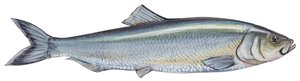 Haring - Atlantische haring (Clupea harengus) door Unbekannter Künstler