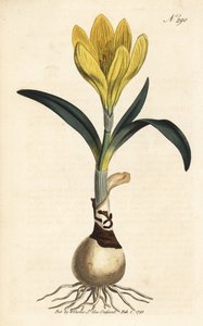 Oogst - Herfstnarcis, Sternbergia lutea (Gele amaryllis, Amaryllis lutea) - Handgekleurde kopergravure uit William Curtis