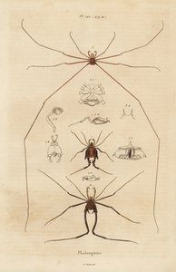 Hooiwagens, oogsters of langpootmuggen, Opiliones soorten door Unbekannt