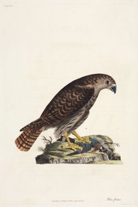 Havik