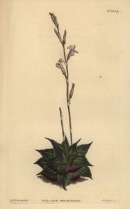 Haworthia mirabilis (Ruwbladige kussen aloë, Aloe mirabilis)