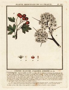 Meidoorn, Crataegus rhipidophylla door Unbekannter Künstler