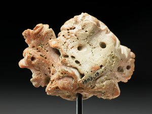 Hoofd van Medusa, uit Bactrië of Gandhara, 2e-1e eeuw v.Chr. door Unbekannt