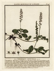 Heideereprijs, Veronica officinalis door Unbekannter Künstler