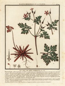 Robertskruid, Geranium robertianum door Unbekannter Künstler