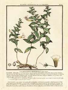 Genade kruid, Gratiola officinalis