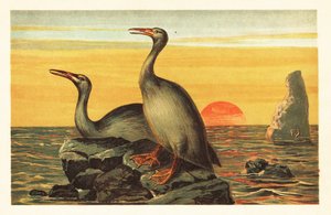 Hesperornis regalis, uitgestorven aalscholverachtige vogel. 1908 (lithografie)