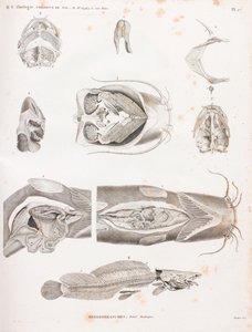 Heterobranches, anatomische details door Unbekannt