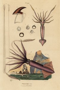 Humboldtinktvis, Dosidicus gigas, en Europese vliegende inktvis, Todarodes sagittatus