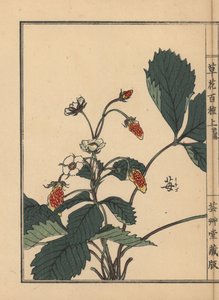 Ichigo of aardbei, Fragaria ananassa - Kusa Bana Hyakushu (Honderd variëteiten bloemen), Tokyo