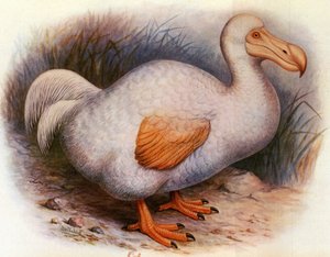 Illustratie van Didus solitarius, Witte Dodo van de Reunion door Unbekannt