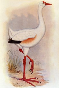 Illustratie van Leguatia gigantea