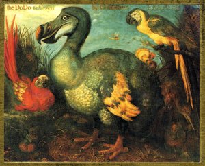 Illustratie van Raphus cucullatus, Dodo van Mauritius door Unbekannt