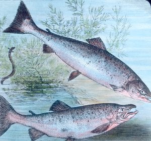 Illustratie van zalm en zalmforel