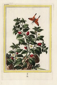 Indiaanse peper, Capsicum annuum door Unbekannter Künstler