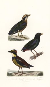 Indiase pitta, kap pitta en Javaanse bandpitta door Unbekannter Künstler