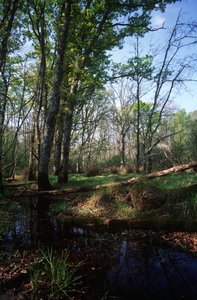 Italië, Latium, Circeo Nationaal Park, vijver in Biosfeerreservaat