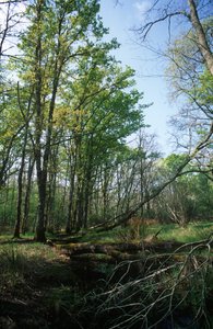 Circeo Nationaal Park, vijver in Biosfeerreservaat door William M. Timlin